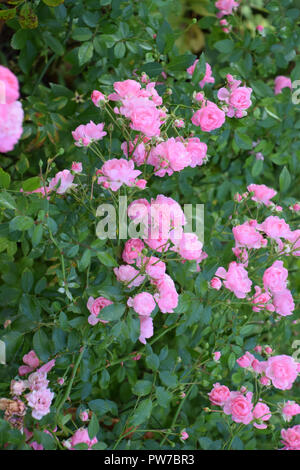 Leuchtend rosa Kletterrose Blumen im frühen Herbst in Deutschland, eden Rosen Stockfoto