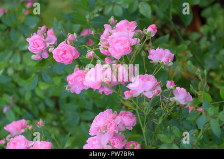 Vintage pink rose Bush mit reizenden Blumen, hell rosa Kletterrose Blumen im frühen Herbst in Deutschland, eden Rosen Stockfoto