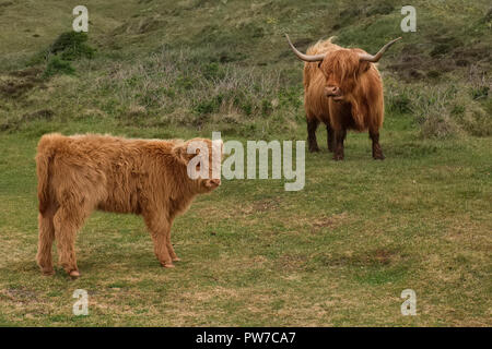 Abbildung zeigt Schottisches Hochlandrind Kuh und Kalb in den Dünen von Texel, Niederlande. Stockfoto