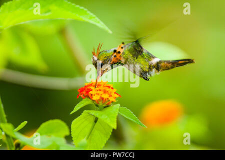 Eine Häutung männlichen Getuftete Coquette (Lophornis ornatus) im Flug, Fütterung. Trinidad Stockfoto