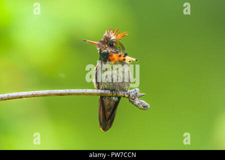 Ein männlicher Getuftete Coquette (Lophornis ornatus) thront. Trinidad Stockfoto