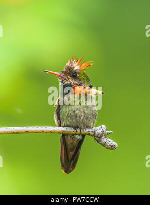 Ein männlicher Getuftete Coquette (Lophornis ornatus) thront. Trinidad Stockfoto