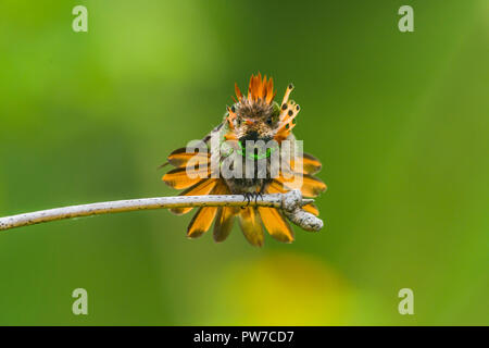 Ein männlicher Getuftete Coquette (Lophornis ornatus) im Display auf einer Stange. (Trinidad). Stockfoto