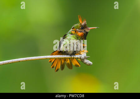 Ein männlicher Getuftete Coquette (Lophornis ornatus) im Display auf einer Stange. (Trinidad). Stockfoto