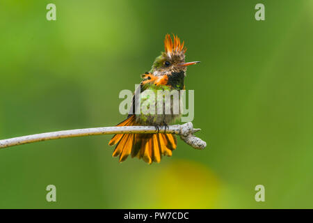 Ein männlicher Getuftete Coquette (Lophornis ornatus) im Display auf einer Stange. (Trinidad). Stockfoto