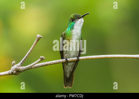 White-chested Emerald (Amazilia brevirostris) thront. Trinidad Stockfoto