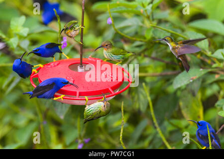 Männliche und weibliche Lila Honeycreepers (Cyanerpes caeruleus) eine Kolibrizufuhr dominieren. Trinidad Stockfoto