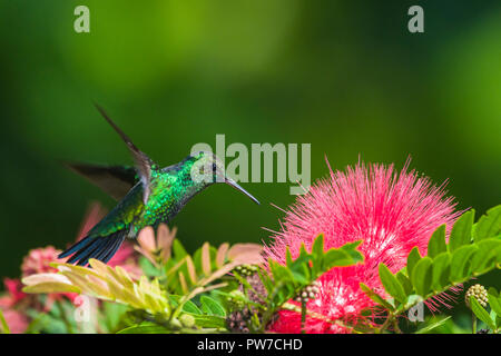 Blue-tailed Emerald (Chlorostilbon mellisugus) im Flug, Fütterung auf rosa Fee Duster (calliandra inaequilatera). Trinidad Stockfoto