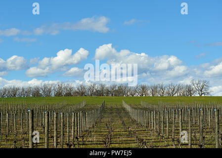 Der frühe Frühling Weinberg im Yarra Valley, Victoria, Australien. Ruhende Reben sind zu Wach unter dem blauen Himmel und leichten Wolken von Sun Stockfoto