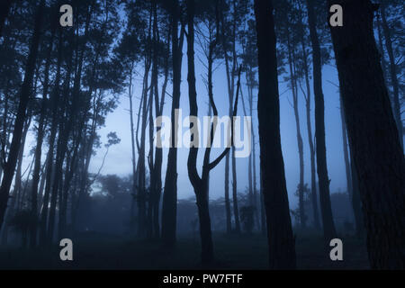Nebligen Wald in Khao Kho, Thailand Stockfoto