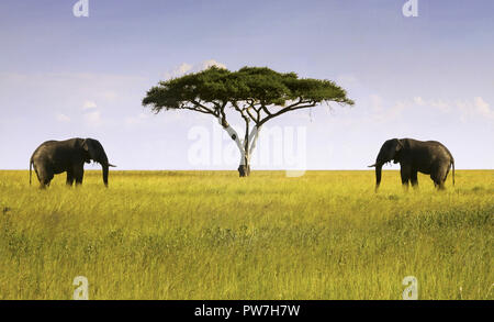 Elefanten Paar mit isolierten Akazie in der Serengeti National Park, ein UNESCO-Weltkulturerbe, Tansania Afrika Stockfoto