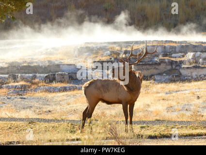 Bull Elk Bugling Mammoth Hot Springs Stockfoto