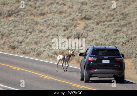 Pronghorn Antilope buck Überqueren der Straße direkt vor einem Auto Stockfoto