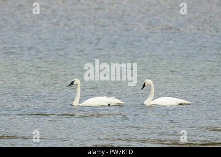 Zwei Erwachsene Trumpeter Schwäne schwimmen in einzelne Datei im Yellowstone River Stockfoto