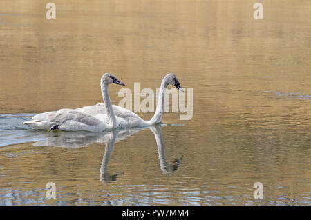 Zwei Trompeter Swan Cygnets Schwimmen Stockfoto