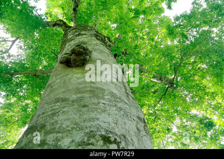 Buna Baum in Shirakami Berge Stockfoto