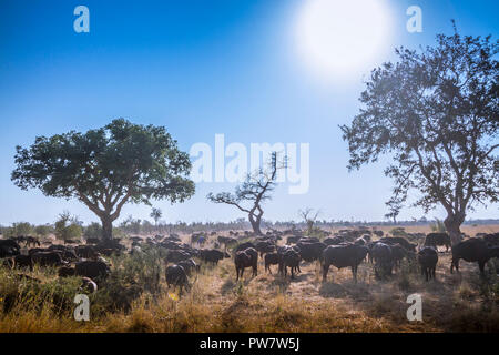 Afrikanische Büffel in den Krüger National Park, Südafrika; Specie Syncerus caffer Familie der Hornträger Stockfoto