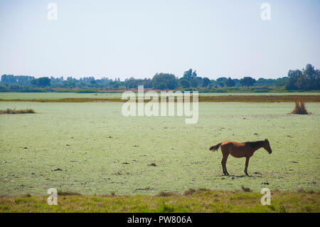 Bay Horse allein im Felde, Sommer Stockfoto