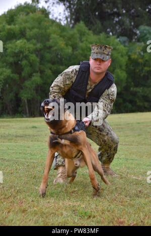 FORT WORTH, Texas (Aug. 29, 2017) Master-at-Arms 1. Klasse Ethan Marsh biss Training mit militärischen Gebrauchshund Bush am Naval Air Station Fort Worth gemeinsame Mindestreservebasis führt. Die Abteilung Sicherheit verwendet und Züge Militär Hunde für die Suche nach Gebäuden für Sprengstoffe und Drogen, sowie regelmäßige Patrouillen. Stockfoto