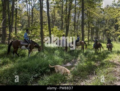 Die Gäste warten am Anfang der Spur während ein Scott Air Force Base Outdoor Reiten Reise, Sept. 30, 2017, am See Glendale Ställe in Golconda, Illinois Das war kurz bevor sie ging auf eine zweistündige Reise durch die Wälder in der Nähe der Ställe. Stockfoto