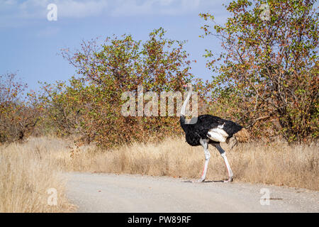 Afrikanischer Strauß im Krüger Nationalpark, Südafrika; Specie Struthio camelus Familie von Struthionidae Stockfoto