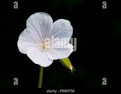 Eine Nahaufnahme von einem weißen cranesbill Geranium flower mit violetter Äderung auf die Blütenblätter in meinem Garten in Cardiff, South Wales, Großbritannien Stockfoto