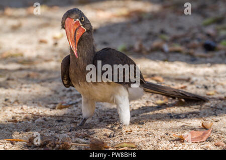 Gekrönt Hornbill im Krüger Nationalpark, Südafrika; Specie Tockus alboterminatus Familie der Bucerotidae Stockfoto