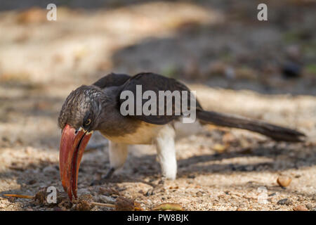 Gekrönt Hornbill im Krüger Nationalpark, Südafrika; Specie Tockus alboterminatus Familie der Bucerotidae Stockfoto