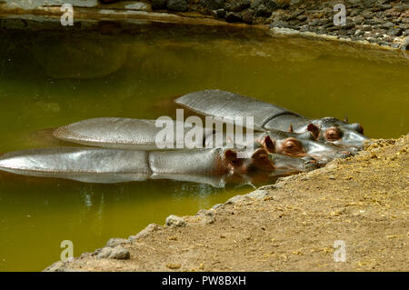 Nilpferde lateinischer Name Hippopotamus amphibius, Suhlen in Wasser Stockfoto