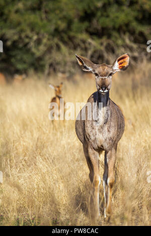 Kudus im Krüger Nationalpark, Südafrika; Specie Tragelaphus strepsiceros Familie der Hornträger Stockfoto