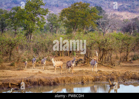 Kudus im Krüger Nationalpark, Südafrika; Specie Tragelaphus strepsiceros Familie der Hornträger Stockfoto