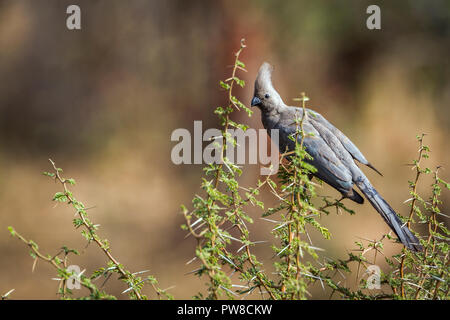 Grau weg Vogel im Krüger Nationalpark, Südafrika; Specie Corythaixoides concolor Familie der Musophagidae Stockfoto