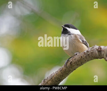 Winzige Schwarze capped chickadee thront auf einem Ast winzige Schwarze capped chickadee auf einem Baum gehockt Stockfoto