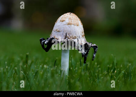 Essbare Pilze hat aus dem Gras. Fruchtkörper eines weißen shaggy mane Pilz. Stockfoto