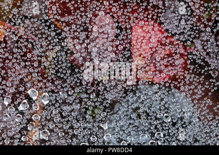 Regentropfen/Wasser perlen/Tau auf einem Spider web bilden ein abstraktes Muster Stockfoto