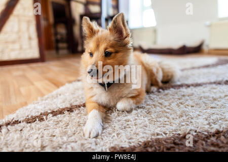 Portrait einer jungen Shetland Sheepdog im Innenbereich Stockfoto