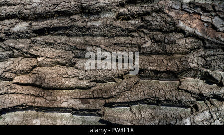 Geprägte Struktur der braune Rinde eines Baumes Stockfoto