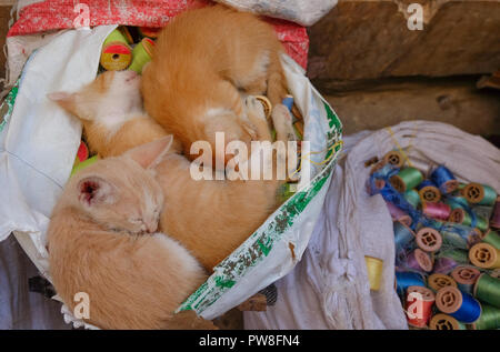 Kätzchen schlafen in einem Sack in Fes Markt, Marokko Stockfoto