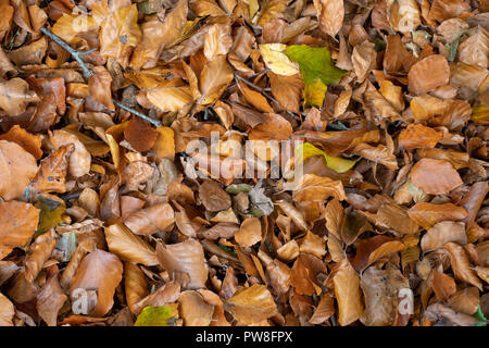 Frisch gefallenen Herbst Blätter auf dem Boden zeigt, orange und braune Farben Stockfoto
