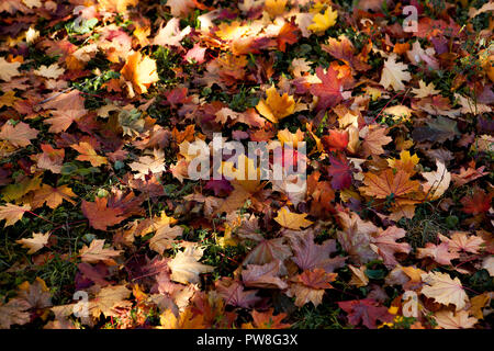 Erstaunlich grün Hintergrund der natürlichen Herbst Laub. Bunten Hintergrund von mehrfarbigen Blättern mit natürlichem Licht. Majestic helle Herbst Laub Farbe Hintergrund Stockfoto