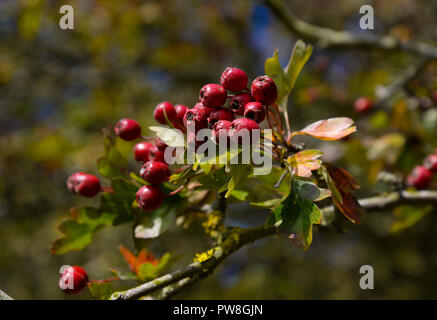 Reifen Weißdornbeeren Stockfoto