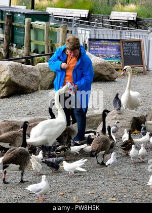 Eine Frau, die Schwäne und Enten füttern mit einer Tafel mit der Nachricht, bitte nicht füttern die Enten und Schwäne, Bowness on Windermere, Cumbria, England, Großbritannien Stockfoto