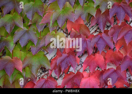 Zweifarbiger Efeu Blätter Hintergrund, Herbst bunte Hedera helix Klettern auf eine Betonwand Stockfoto
