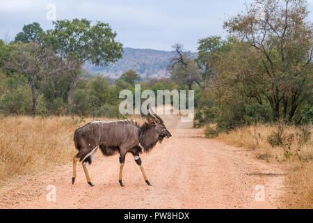 Nyala im Krüger Nationalpark, Südafrika; Specie Tragelaphus angasii Familie der Hornträger Stockfoto