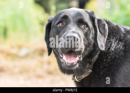 Ein Kopfschuss eines schwarzen Labrador zurück Stockfoto