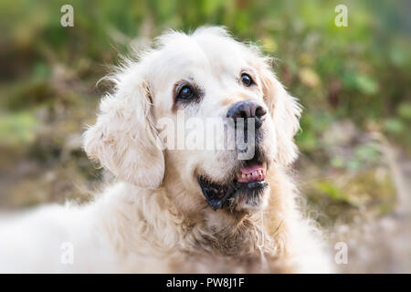 Eine ältere Golden Retriever Stockfoto