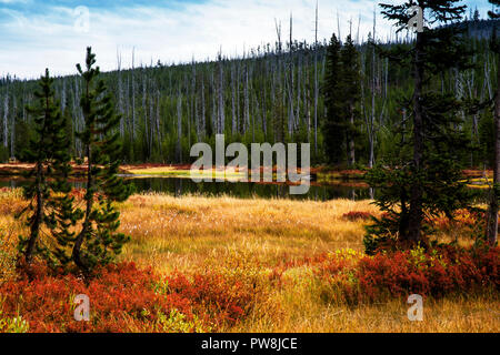 Lewis River im Herbst Farben in Yellowstone National Park, Wyoming Stockfoto