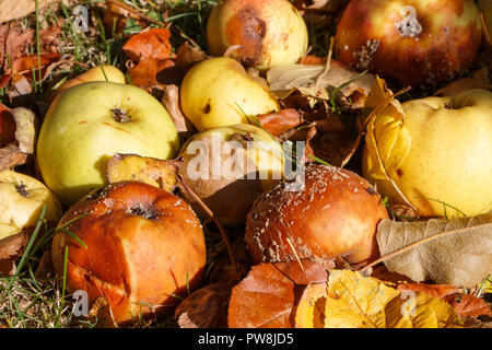 Faule Äpfel und die toten Blätter auf dem Boden in einem Obstgarten im Herbst Stockfoto