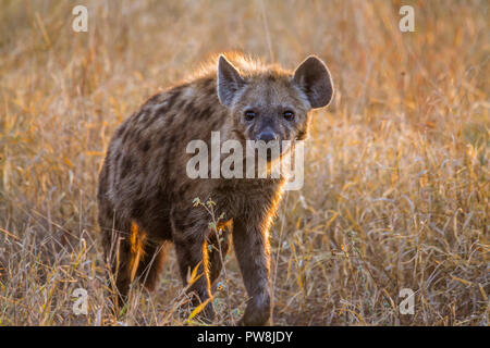 Tüpfelhyäne im Krüger Nationalpark, Südafrika; Gattung Crocuta crocuta Familie von Hyaenidae Stockfoto