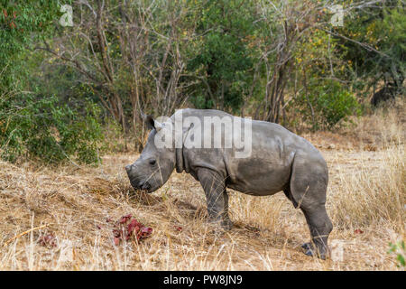 Südliche Breitmaulnashorn im Krüger-Nationalpark, Südafrika; Specie Ceratotherium Simum Simum Familie der Überfamilie Stockfoto